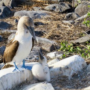 Galapa-go-tour_2.jpg