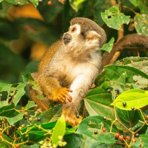 YASUNI-Julyjo-Tours-1