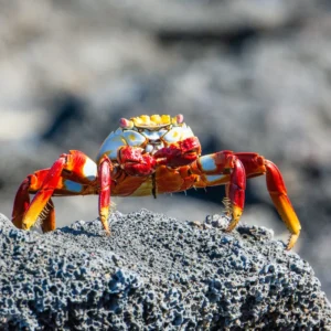 Galápagos (1)_6