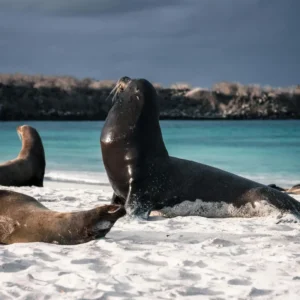 Galápagos (2)_3