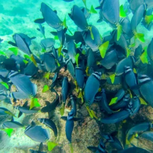 Galápagos (3)_4