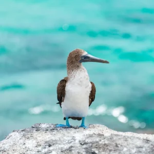 Galápagos_1