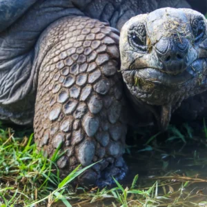 galapagos (2)_2_11