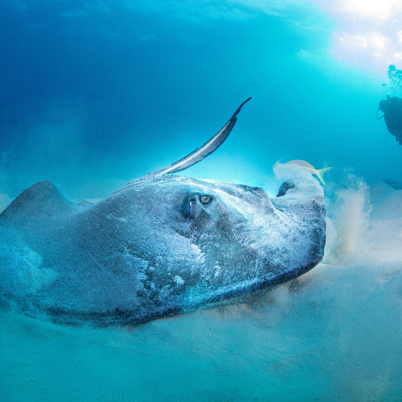 gallery BUCEO SEUMOUR NORTE (3)