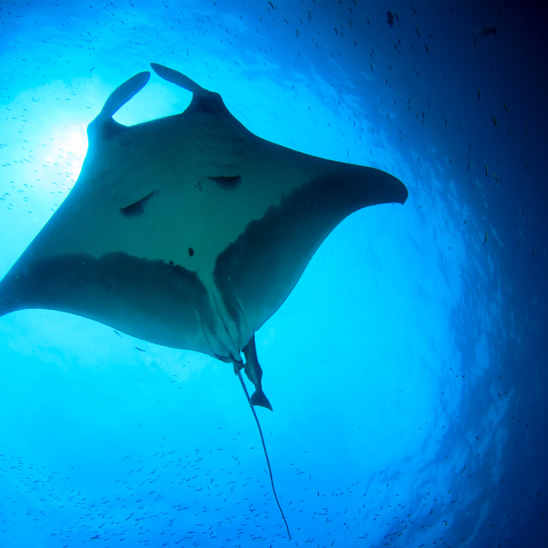 gallery BUCEO SEUMOUR NORTE (4)