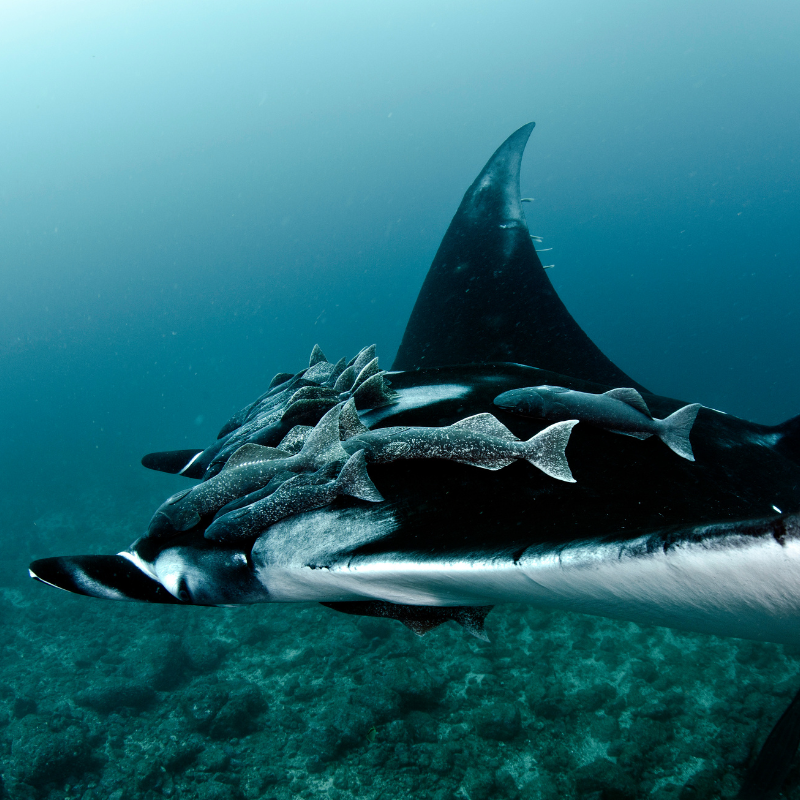 gallery BUCEO SEUMOUR NORTE