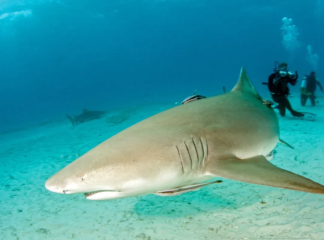 TOUR BUCEO DAPHNE MENOR_9_11zon