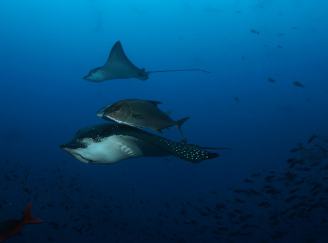 gallery BUCEO DAPHNE MENOR (2)