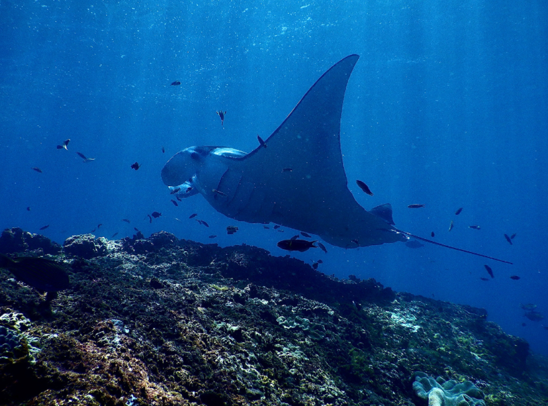 gallery BUCEO DAPHNE MENOR (3)