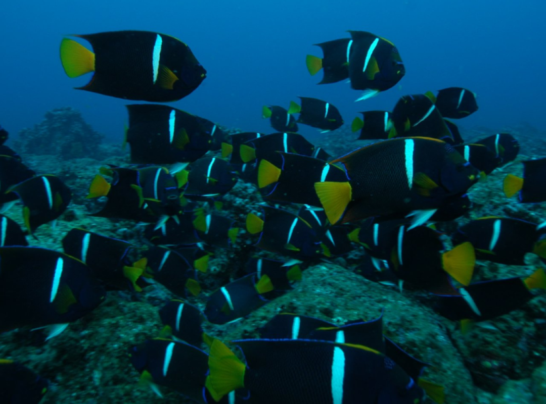 gallery BUCEO DAPHNE MENOR (4)