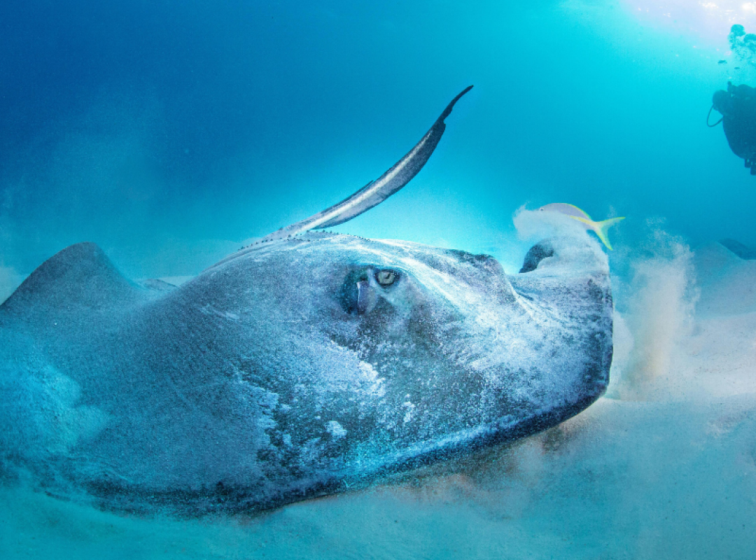 gallery BUCEO SEUMOUR NORTE (3)