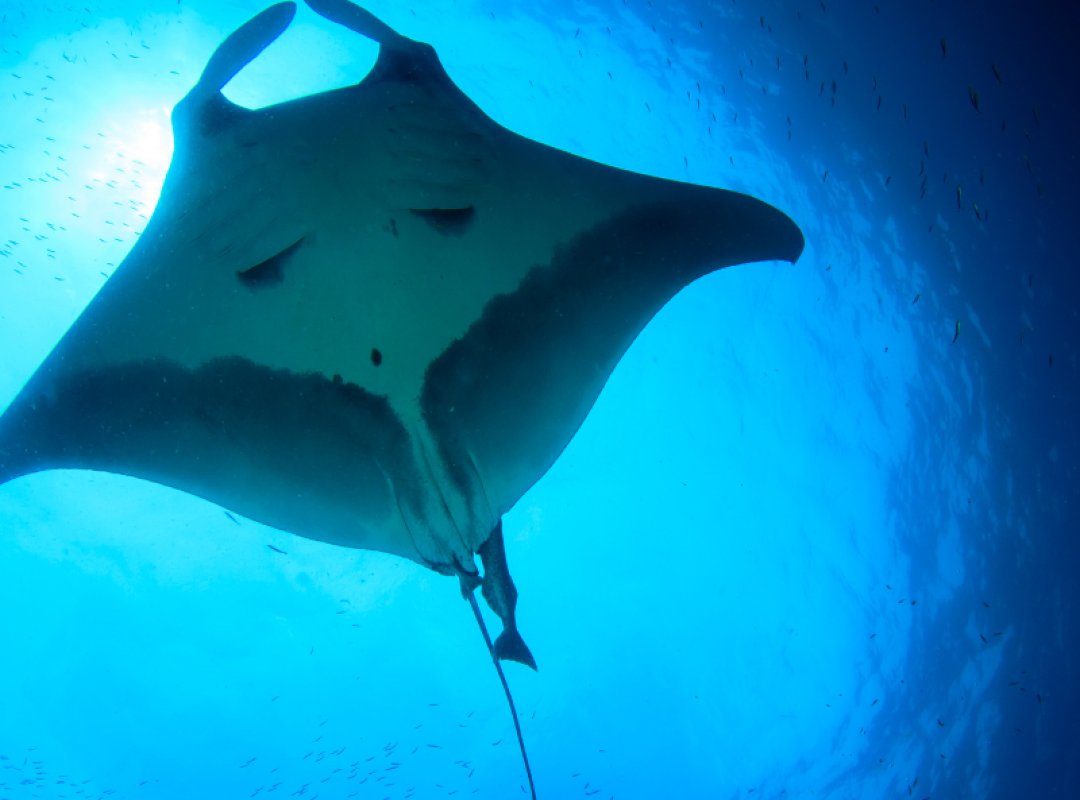 gallery BUCEO SEUMOUR NORTE (4)