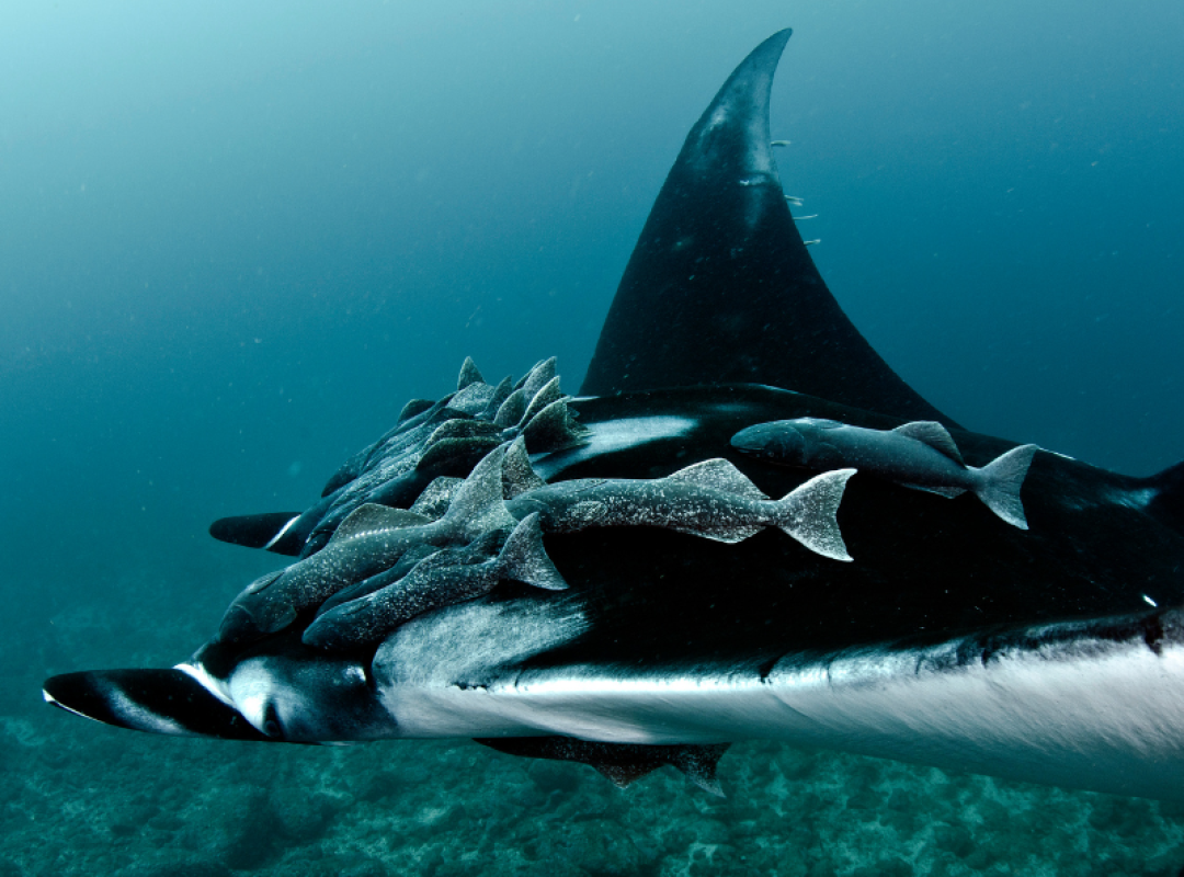gallery BUCEO SEUMOUR NORTE