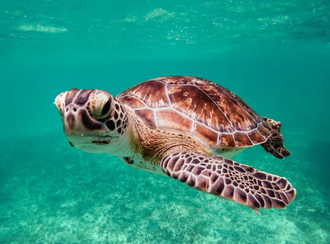 tour isla tortuga_1_11zon